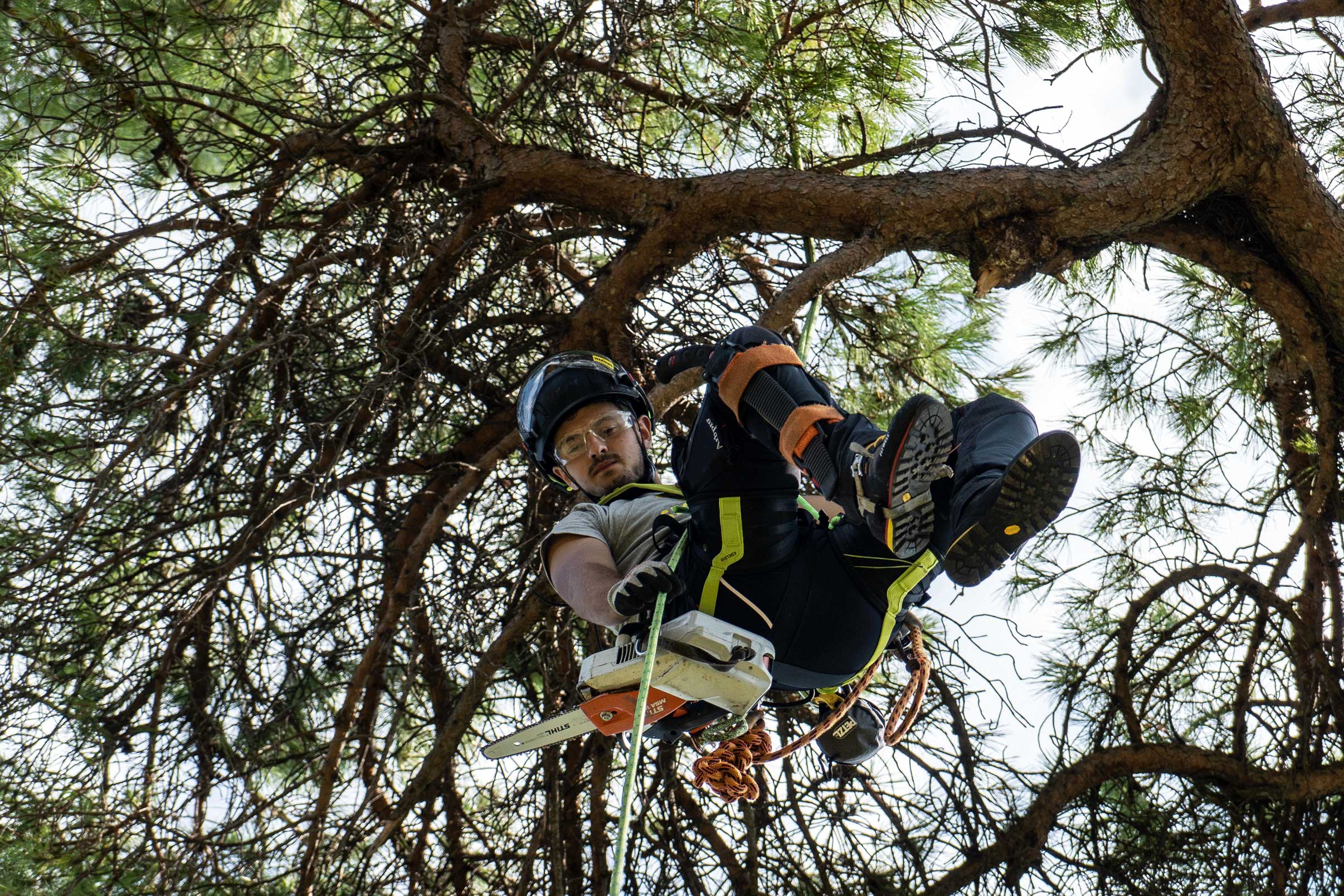 tree-climbing-giardiniere